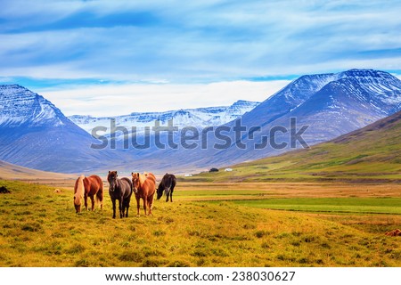 A group of Icelandic Ponies in the pasture with mountains in the background