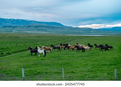 Group of Icelandic wild horses grazing on green pasture in Iceland - Powered by Shutterstock