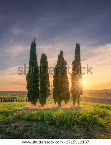 Group of iconic cypress trees in the rolling hills of Alta Maremma at sunset. Golden sunlight filters through the branches near Bibbona, Tuscany, Italy