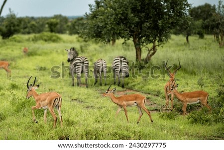 A group of impala (aepyceros melampus) walk near three plains zebra (equus quagga) in Mikumi National Park, Tanzania