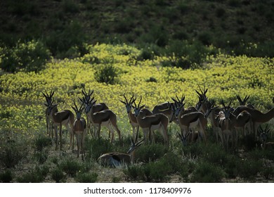 group of impala in namibia