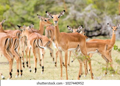 Group Of Impalas In Mikumi National Park