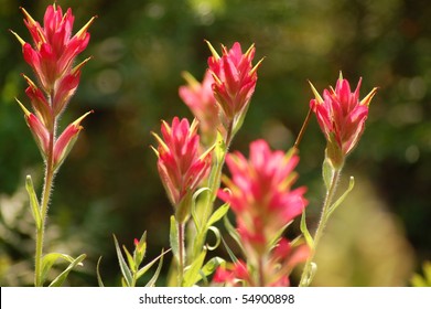 Group of Indian Paintbrush in a Meadow