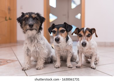 Group Jack Russell Terrier Doggies. Four Lsmall Dogs Sitting  At Home Side By Side On The Couch