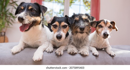 Group Jack Russell Terrier Doggies. Four Lsmall Dogs Sitting  At Home Side By Side On The Couch