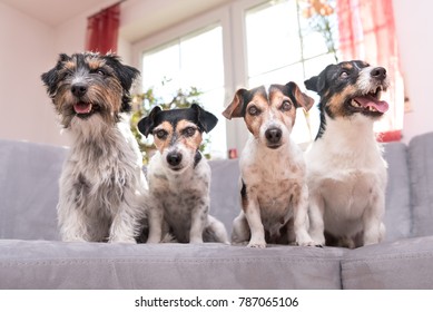 Group Jack Russell Terrier Doggies- Four Little Dogs Sitting  Indoor Side By Side On The Couch