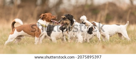 A group of Jack Russell Terrier - A pack of dogs are standing side by side relaxing on a meadow in early spring