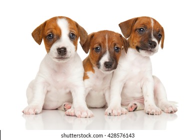 Group Of Jack Russell Terrier Puppies On White Background