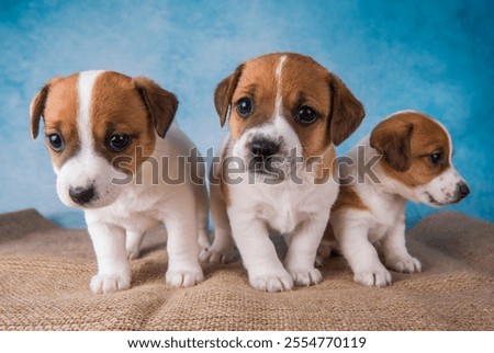 Similar – Image, Stock Photo Jack Russell Terrier Dog with Yellow Spiky Ball Toy on Sofa