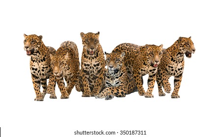 Group Of Jaguar Isolated On White Background