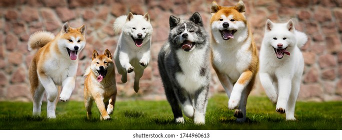 甲斐犬 の画像 写真素材 ベクター画像 Shutterstock