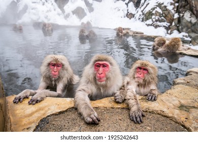 A group of Japanese macaques taking a bath in a hot spring - Powered by Shutterstock