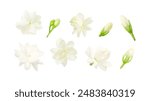 Group Jasmine flower Blooming  isolated on white background , clipping path.