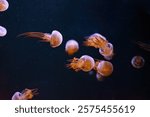 Group of jellyfish floating underwater aquarium pool illuminated with pink neon light. Flame jellyfish, rhopilema esculentum swims in dark water, ocean. Theriology, tourism, diving, undersea life.