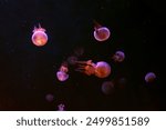 Group of jellyfish swimming underwater aquarium pool illuminated with pink neon light. Flame jellyfish, rhopilema esculentum swims in dark water, ocean. Theriology, tourism, diving, undersea life.