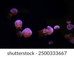 Group of jellyfish swimming underwater aquarium pool illuminated with pink neon light. Flame jellyfish, rhopilema esculentum swims in dark water, ocean. Theriology, tourism, diving, undersea life.