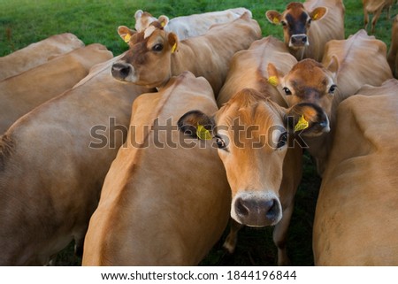 Similar – a milk cow in the pasture looks into the camera and eats a flower. organic pasture. in the background another cow. shallow depth of field. nice weather