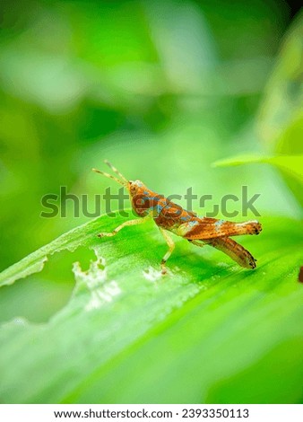 grasshopper, any of a group of jumping insects (suborder Caelifera) that are found in a variety of habitats. Grasshoppers occur in greatest numbers in lowland tropical forests, semiarid regions