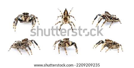 Group of jumping spider isolated on white background. Insect Animals. 