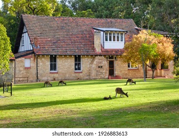 Group Of Kangaroos In The Afternoon Eating Grass In Front Of The McNess House Visitor Centre And Gift Shop. Species: Western Grey Kangaroo. Yanchep National Park, Western Australia, Australia