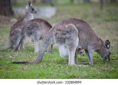 A Group Of Kangaroos Graze. A Joey Keeps Safe Inside It's Mother's Pouch In Hunter Valley, New South Wales