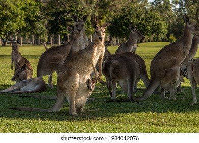 Kangaroo child Stock Photos, Images & Photography | Shutterstock