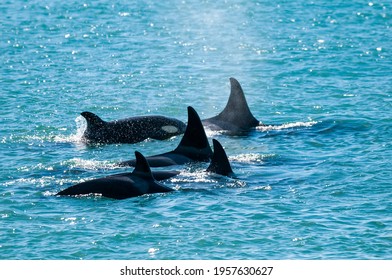 Group of killer whales breathing on the surface, Peninsula Valdes, Patagonia, Argentina.
