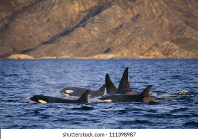 Group Of Killer Whales, Norway