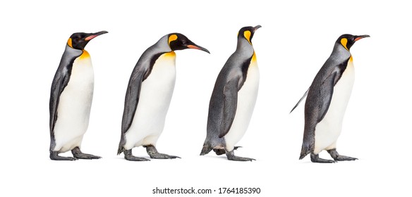 Group Of King Penguin Isolated On White