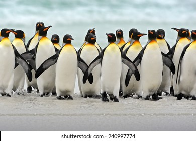 Group of king penguins coming back together from sea to beach with waves in the background, Volunteer Point, Falkland Islands.