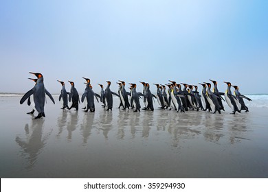 Group of king penguins coming back from sea to the beach with wave and blue sky in background, Falkland Islands.