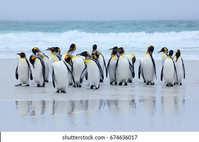 Group Of King Penguins Coming Back Together From Sea To Beach With Wave In Background, Volunteer Point, Falkland Islands. Wildlife Scene From Nature. Animals From Antarctica.