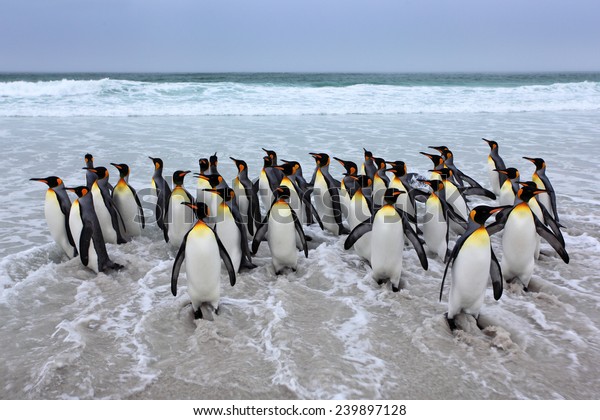 Group King Penguins Coming Back Sea Stock Photo 239897128 