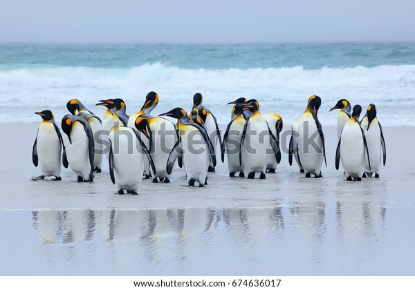 Group of king\
penguins coming back together from sea to beach with wave in\
background, Volunteer Point, Falkland Islands. Wildlife scene from\
nature. Animals from\
Antarctica.