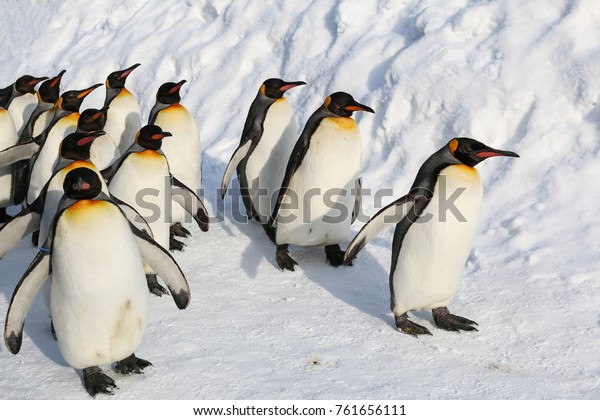 Group King Penguins Walking On Snow Stock Photo (Edit Now) 761656111 Cute Winter Penguin Wallpaper