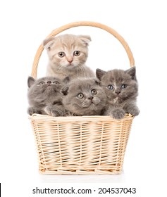 group kittens in basket looking at camera. isolated on white background