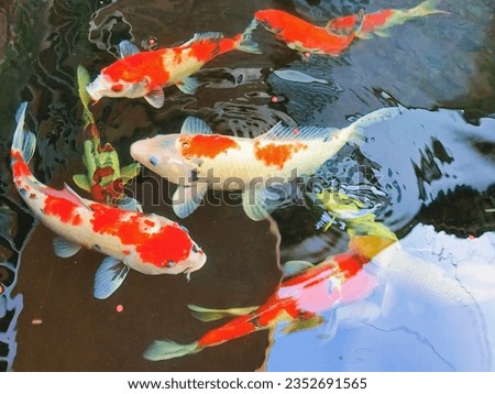A group of koi fish with various colors, including the amur carp (Cyprinus rubrofuscus) which has an attractive and docile ornament, usually kept for beauty and good luck indoors and outdoors.