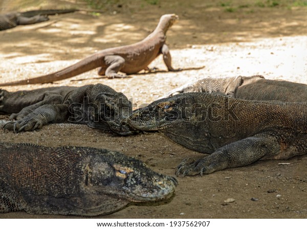 Group Komodo Dragons Resting Shade Komodo Stock Photo 1937562907 ...