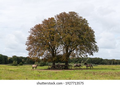 Group of Konik horses standing under a tree. The tree is standing in a grass land and has fall colors - Wassenaar, The Netherlands