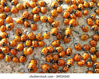 Group Ladybirds Stock Photo 34924345 | Shutterstock