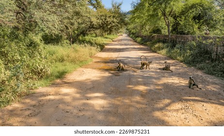 A group of langurs settled down on a dirt road. Monkeys are sitting, walking, drinking water from a puddle. Green vegetation on the roadsides. India. Ranthambore National Park