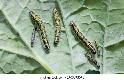 Group Of Large Cabbage White Butterfly Caterpillars (Pieris Brassicae) On A Kohl Rabi Brassica Leaf In A UK Garden