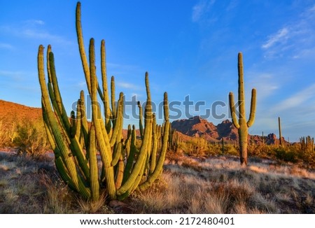 Group of large cacti against a blue sky (Stenocereus thurberi) and Carnegiea gigantea. Organ pipe national park, Arizona 