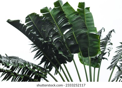 A group of large green leave,
A power lines with a tree and a bird flying in the sky,  close up of a plant , A  of power electric  lines with a fly on top 

 - Powered by Shutterstock