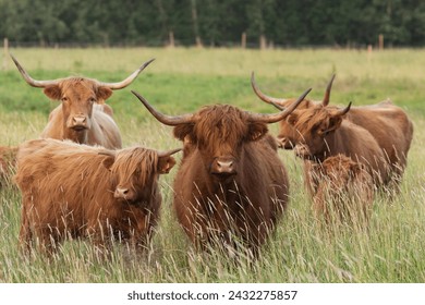Group of large Highland cows standing and staring on a wild meadow in Estonia, Northern Europe - Powered by Shutterstock