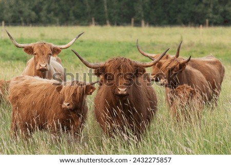 Group of large Highland cows standing and staring on a wild meadow in Estonia, Northern Europe