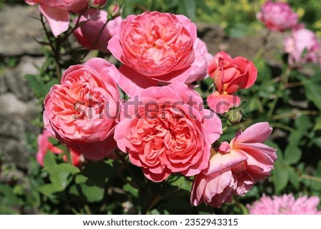 Group of large pink roses in a garden