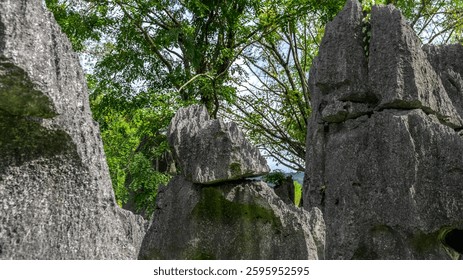 A group of large rocks with a tree in the background. The rocks are scattered around, with some standing close together and others spaced further apart. The tree is located in the middle of the scene