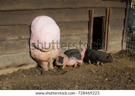 Group of large swine eating outside on ranch.