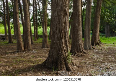 Group of large trees outdoors in rural area, outdoors in tourist forest. beautiful nature landscape. - Powered by Shutterstock